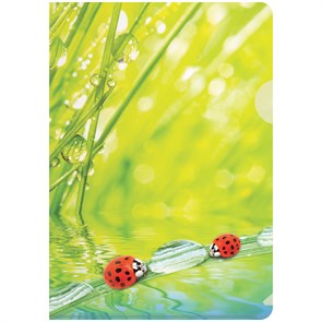 Папка-уголок А4, 180 мкм Ladybird 2530523